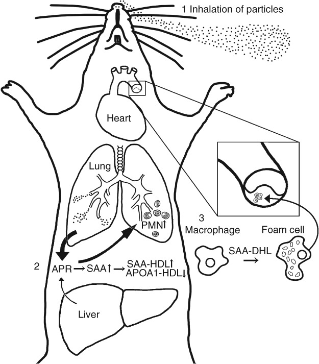 Fig 5