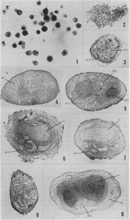 graphic file with name pnas00725-0107-a.jpg