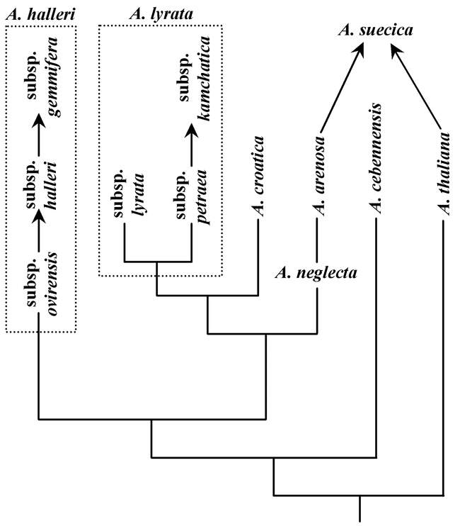 Taxonomy and Phylogeny of Arabidopsis (Brassicaceae) - PMC