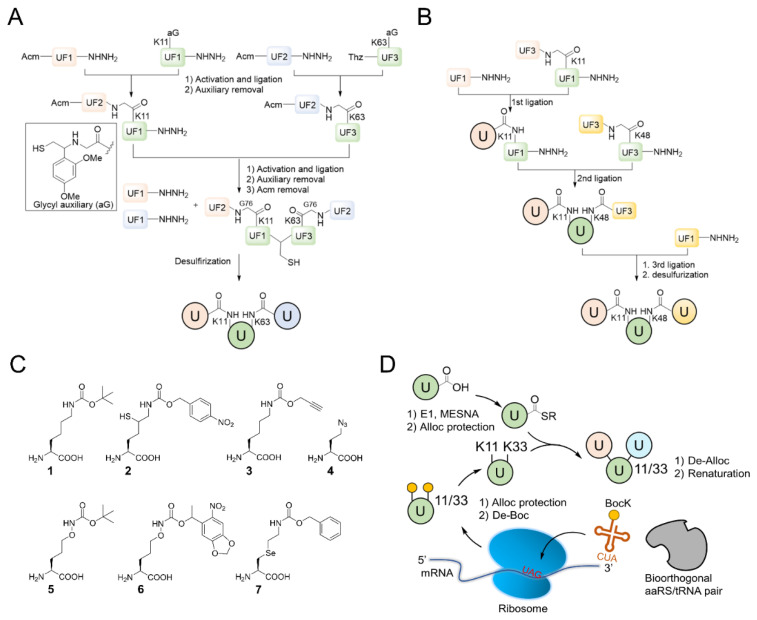 Branched Ubiquitination: Detection Methods, Biological Functions and ...