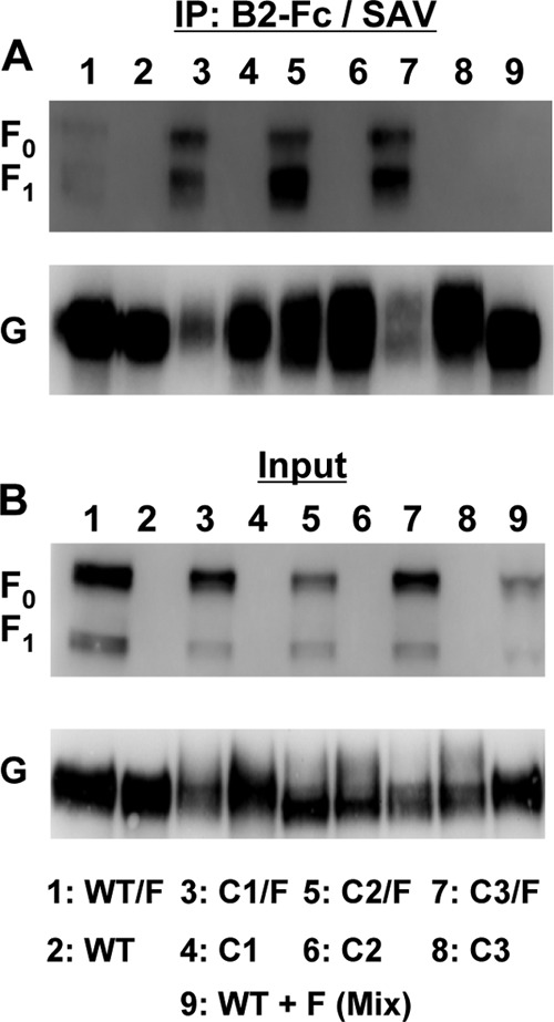 Fig 6