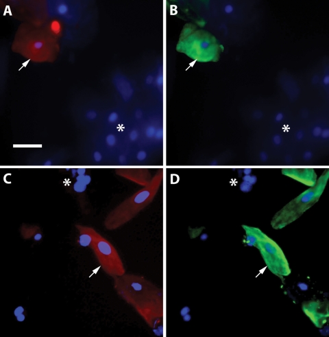 Figure 1