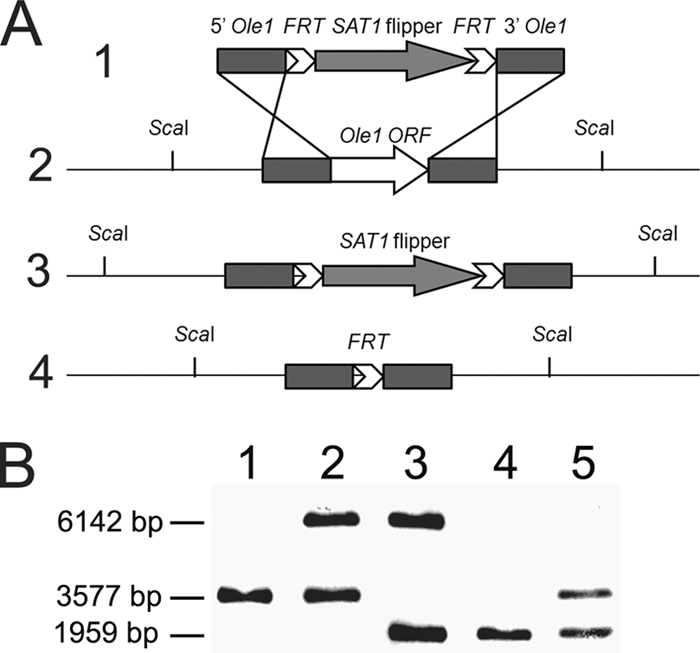 FIG. 1.