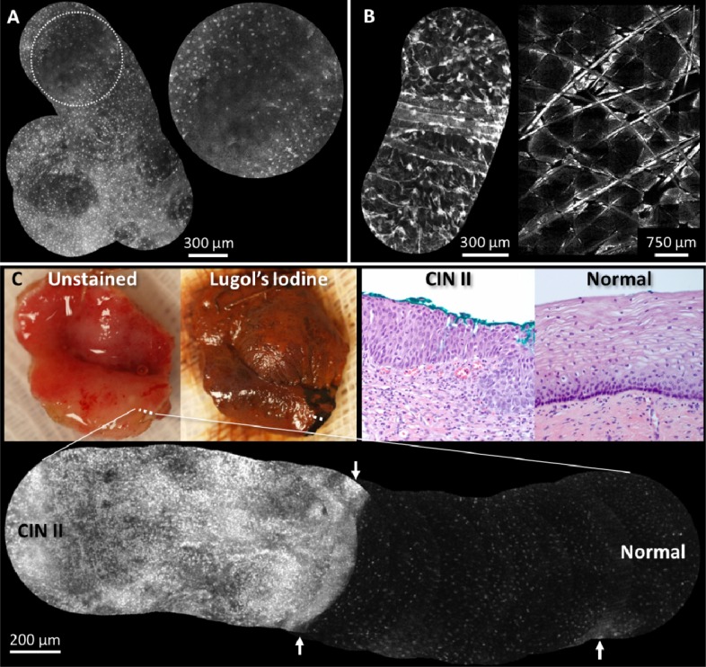 Fig. 4