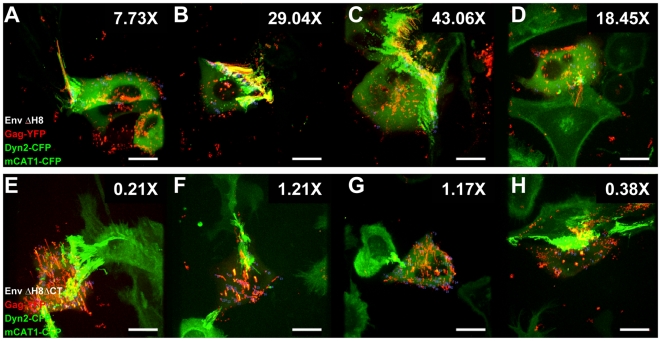 Figure 11