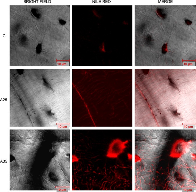 Fig. 10