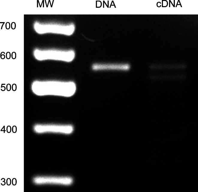 Fig. 5