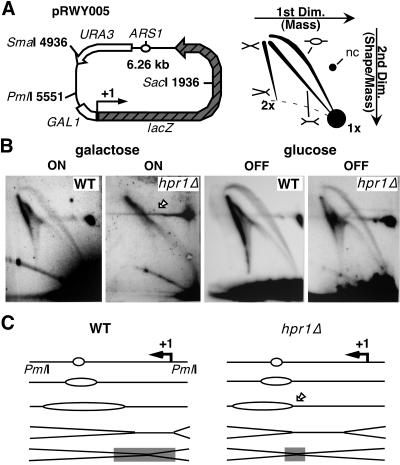 FIG. 1.