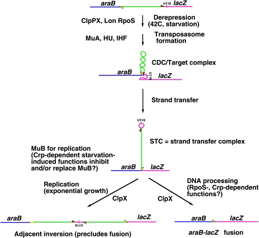 Figure 5.—