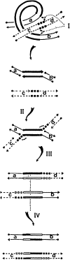 F<sc>igure</sc> 3.—