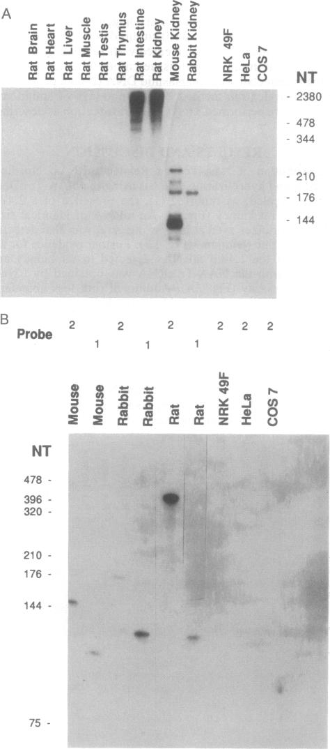 graphic file with name pnas01095-0019-a.jpg