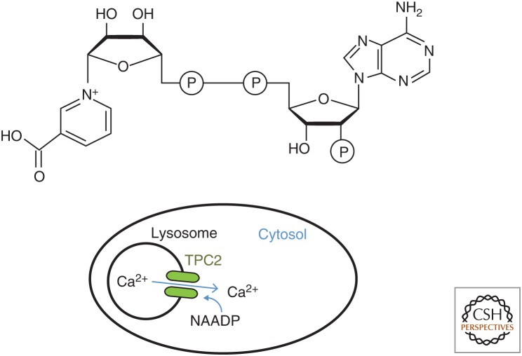 Figure 1.