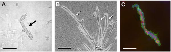 Fig. (1)