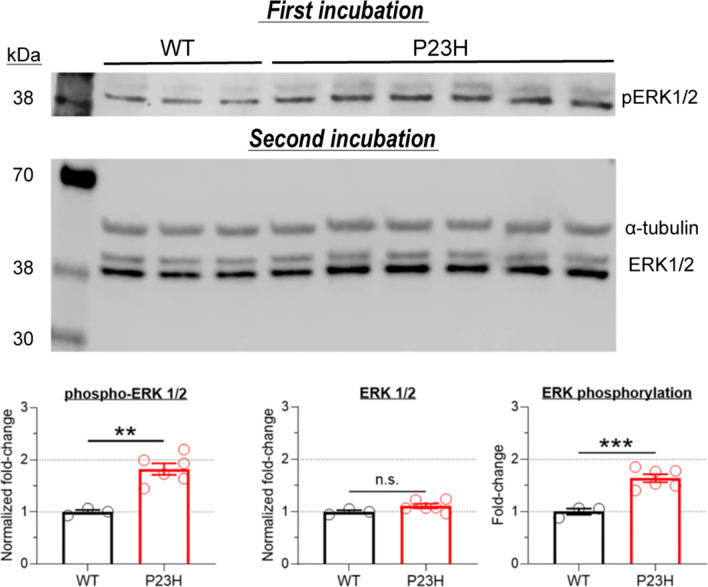 Figure 3—figure supplement 1.