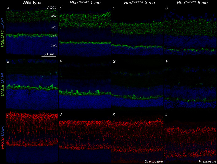 Figure 1—figure supplement 1.