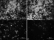 Fig. 12