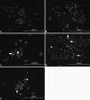Fig. 9