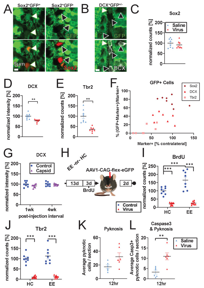 Figure 2—figure supplement 1.