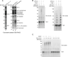 Figure 1—figure supplement 1.