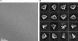 Figure 2—figure supplement 1.