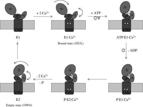 SCHEME 2