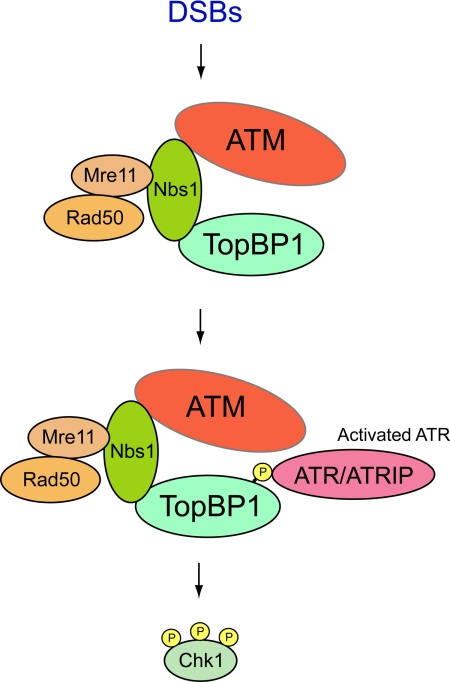 Figure 7.