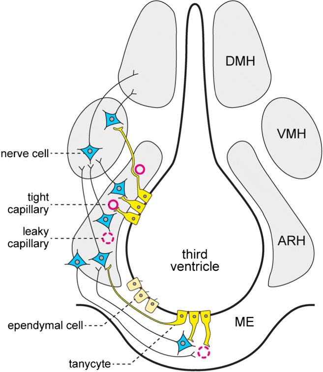 Fig. 6