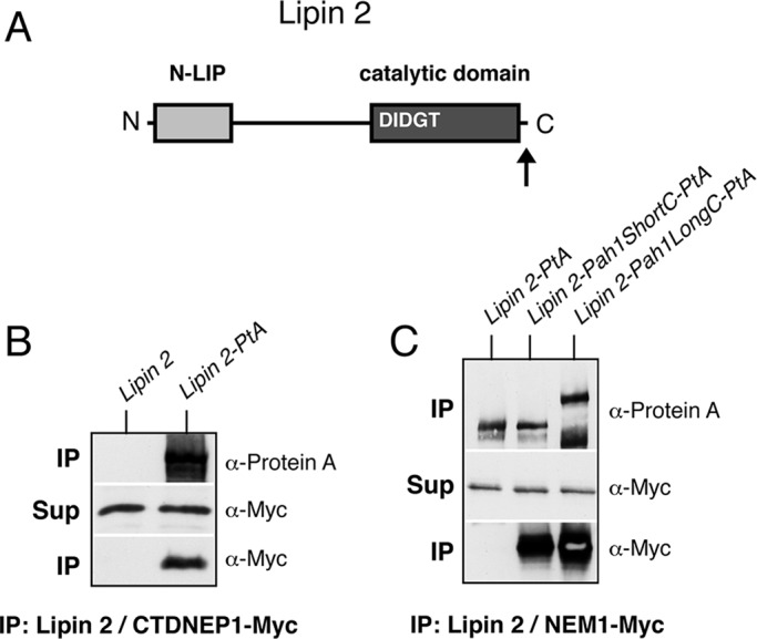 FIGURE 3: