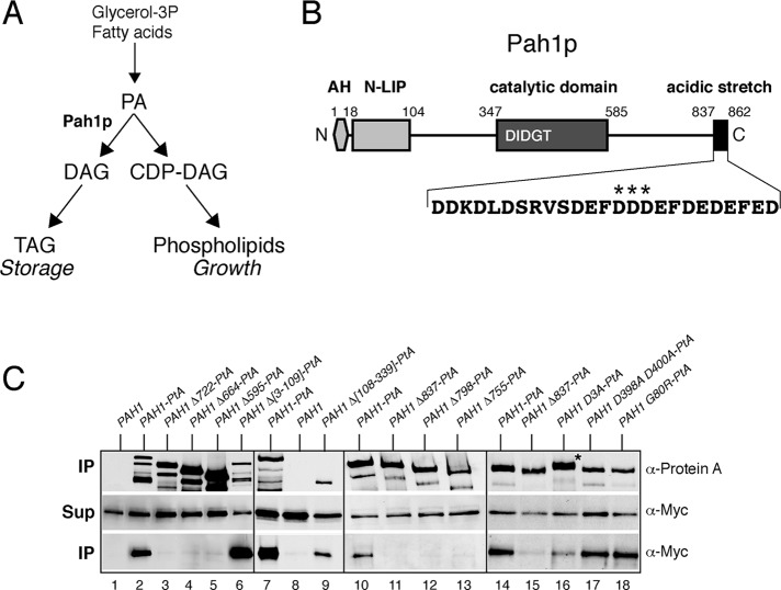 FIGURE 1: