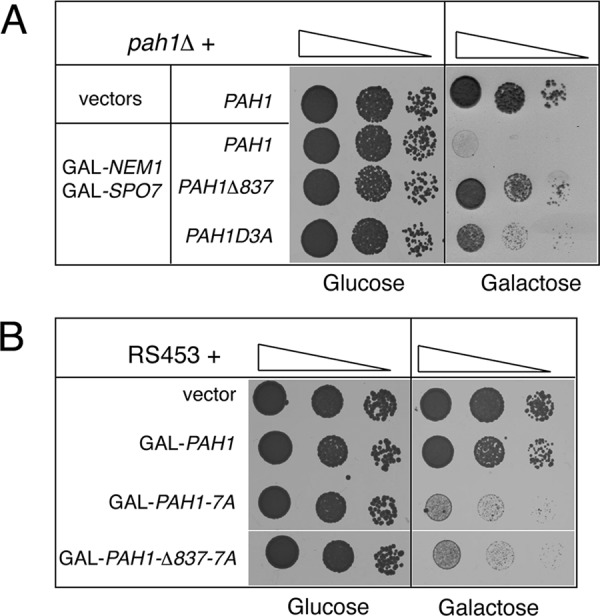 FIGURE 6: