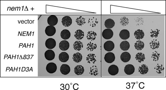 FIGURE 7: