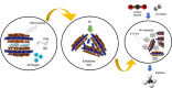 Image, graphical abstract