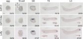Figure 1—figure supplement 2.