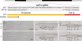 Figure 2—figure supplement 1.