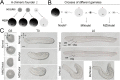 Figure 3—figure supplement 2.