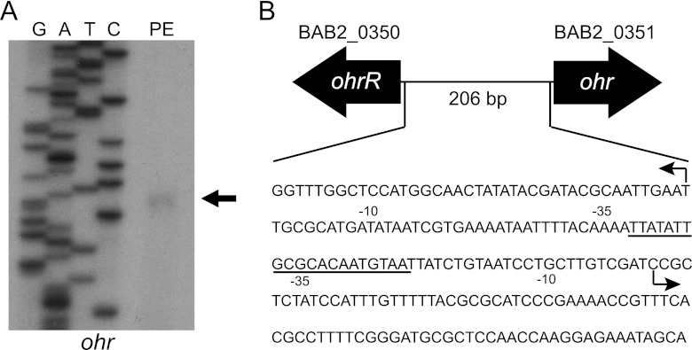 Fig 5