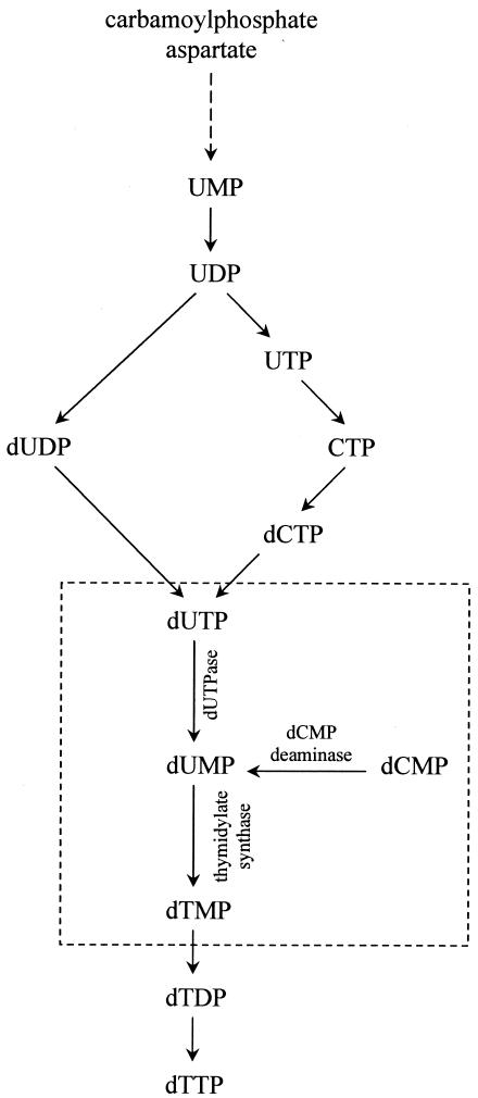 FIG. 7.