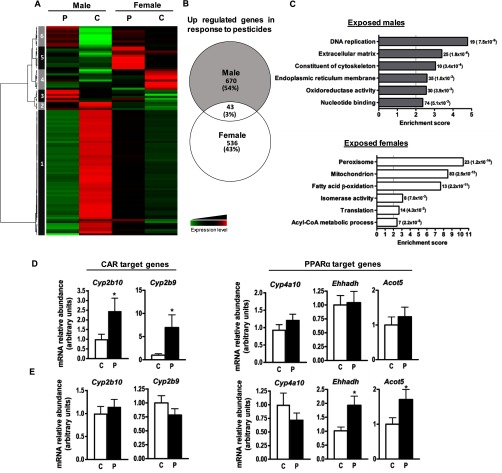 Figure 5A is a heat map. Figure 5B is a Venn diagram representing upregulated genes in response to pesticides. The number of males and females is 670 (54 percent) and 536 (43 percent), respectively. The number at the intersection where the circles labeled males and females collide is 43 (3 percent). Figure 5C comprises two bar graphs. The first plots enrichment score in exposed males (y-axis) across DNA replication, extracellular matrix, constituent of cytoskeleton, endoplasmic reticulum, oxidoreductase activity, and nucleotide binding (x-axis). The second plots enrichment score in exposed females (y-axis) across peroxisome, mitochondrion, fatty acid beta oxidation, isomerase activity, translation, acyl-coA metabolic process (x-axis). Figure 5D comprises two histograms with standard error of the mean. The first plots mRNA relative abundance in arbitrary units (y-axis) in male mice fed control or pesticide chow (x-axis) for the Cyp2b10 and Cyp2b9 C A R target genes. The second plot the same for Cyp4a10, Ehhadh, and Acot5 PPAR alpha target genes. Figure 5E comprises two histograms with standard error of the mean. The first plots mRNA relative abundance in arbitrary units (y-axis) in female mice fed control or pesticide chow (x-axis) for the Cyp2b10 and Cyp2b9 C A R target genes. The second plot the same for Cyp4a10, Ehhadh, and Acot5 PPAR alpha target genes.