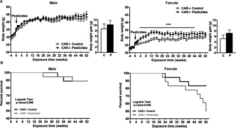 Figure 7A comprises two line graphs plotting body weight in grams (y-axis) across exposure time in weeks (x-axis) each for male and female (C A R negative virgule negative) mice fed control and pesticide chow. A bar graph also plots the body weight in grams (y-axis) in male and female mice fed control or pesticide chow (x-axis). Figure 7B plots percentage survival (y-axis) across exposure time (weeks) for male (logrank test p value: 0.999) and female (logrank test p value: 0.048s) mice (C A R negative virgule negative control and C A R negative virgule negative pesticides).