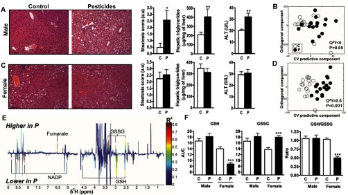 Figure 3A comprises histopathology reports and three histograms with standard error of the mean each plotting steatosis score, hepatic triglycerides, and ALT levels (y-axis) in male mice fed either control chow or pesticide chow (x-axis). Figure 3C plot the same for female mice as in subpart A. Figures 3B (Q squared Y less than 0; p equals 0.65) and 3D (Q squared Y equals 0.6; p equals 0.001) are graphical representations plotting orthogonal component (y-axis) across C V predictive component (x-axis). Figure 3E is a coefficient plot. Figure 3F comprises three bar graphs with standard error of the mean each plotting the AUC of GSH, AUC of GSSG, and ratio of GSH to GSSG (y-axis) in male and female mice fed either control chow or pesticide chow (x-axis).