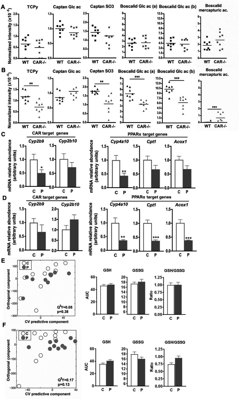 Figure 8A comprises six graphs plotting normalized intensity (times 10 raised to super negative 5) (y-axis) in wild-type and C A R negative virgule negative male mice (x-axis) each for the TCPy, Captan Glc ac, Captan S O 3, Boscalid glc ac (a), Boscalid glc ac (b), and Boscalid mercapturic ac. Figure 8B plot the same as in subpart A for female mice. Figure 8C comprises two histograms with standard error of the mean. The first plots mRNA relative abundance in arbitrary units (y-axis) in male mice fed control or pesticide chow (x-axis) for the Cyp2b10 and Cyp2b9 C A R target genes. The second plot the same for Cyp4a10, Ehhadh, and Acot5 PPAR alpha target genes. Figure 8D comprises two histograms with standard error of the mean. The first plots mRNA relative abundance in arbitrary units (y-axis) in female mice fed control or pesticide chow (x-axis) for the Cyp2b10 and Cyp2b9 C A R target genes. The second plot the same for Cyp4a10, Ehhadh, and Acot5 PPAR alpha target genes. Figure 8E is a graph plotting orthogonal component (y-axis) across C V predictive component (x-axis). Q squared Y equals 0.05 and p equals 0.38. It also comprises three histograms with standard error of the mean each plotting the AUC of GSH, AUC of GSSG, and ratio of GSH to GSSG (y-axis) in male mice fed either control chow or pesticide chow (x-axis). Figure 8F is a graph plotting orthogonal component (y-axis) across C V predictive component (x-axis). Q squared Y equals 0.17 and p equals 0.13. It also comprises three histograms with standard error of the mean each plotting the AUC of GSH, AUC of GSSG, and ratio of GSH to GSSG (y-axis) in female mice fed either control chow or pesticide chow (x-axis).