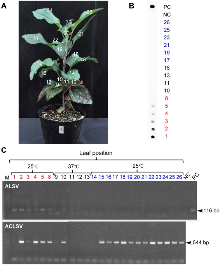 FIGURE 4