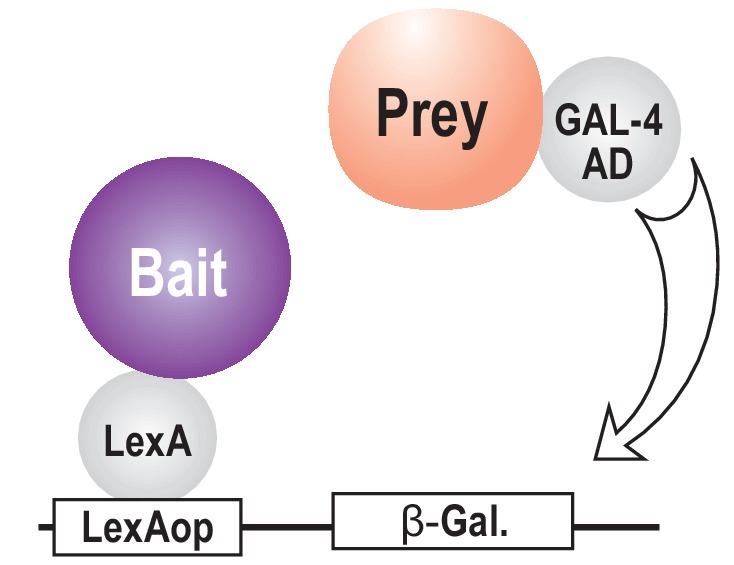 Figure 1—figure supplement 1.