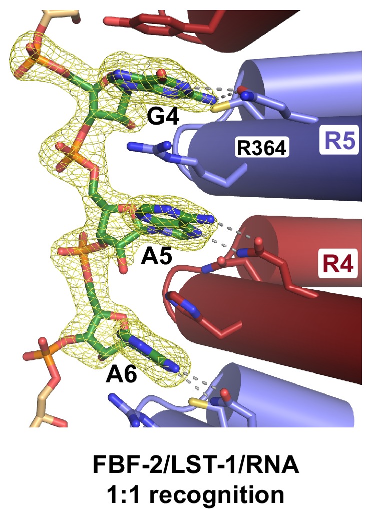 Figure 4—figure supplement 1.