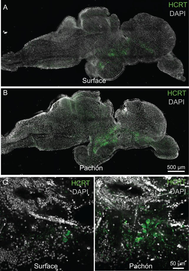 Figure 1—figure supplement 2.