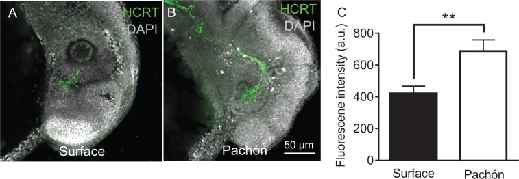 Figure 1—figure supplement 3.