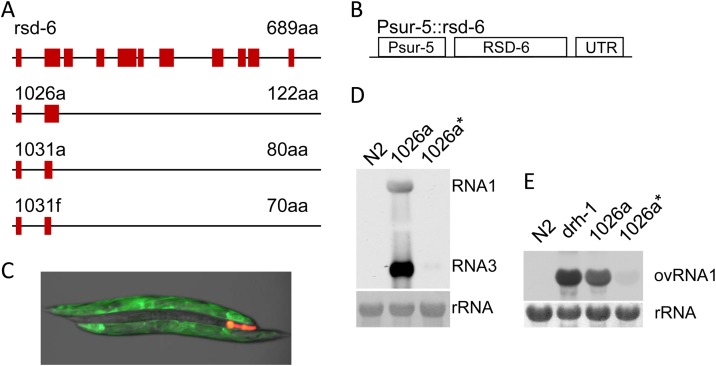 FIG 8