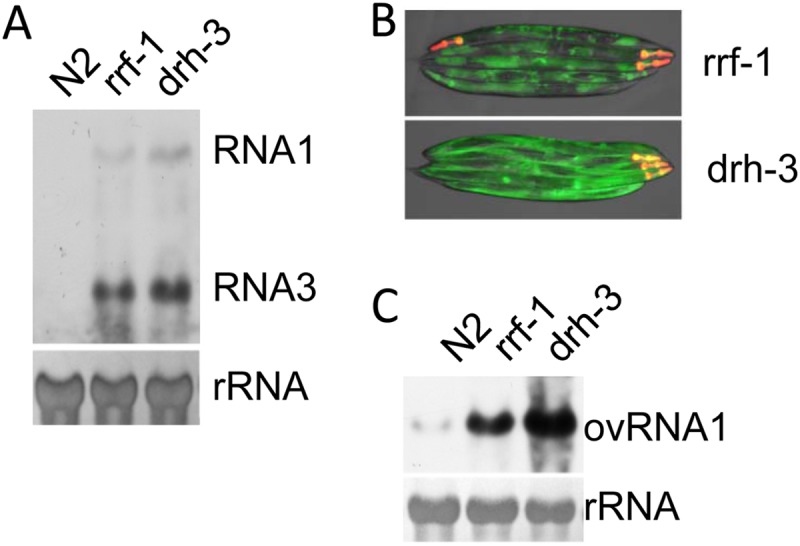 FIG 4