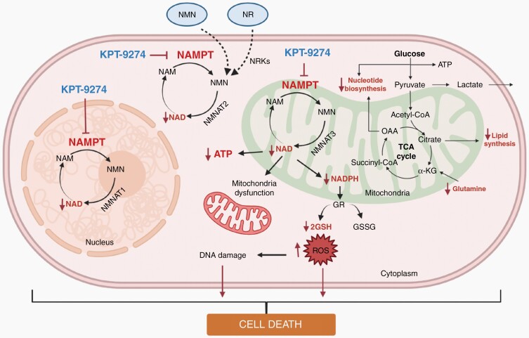 Graphical Abstract