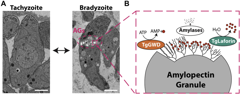 Figure 1